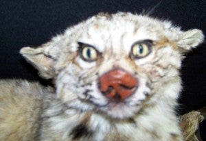 Example of Poor Taxidermy