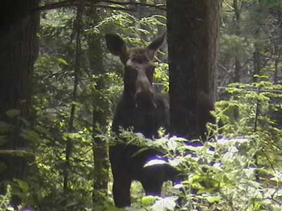 Young Moose
