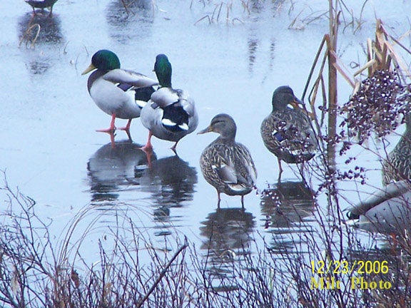 Ducks Walking on Water