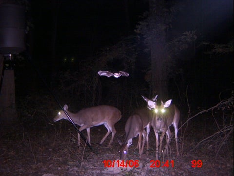 Bat captured on game cam