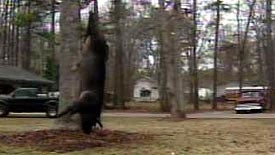 Giant Wild Boar