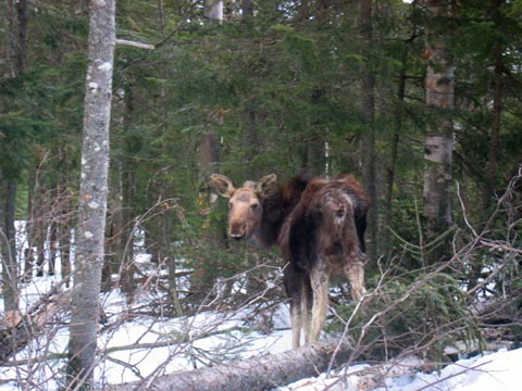 Tick-infested Moose