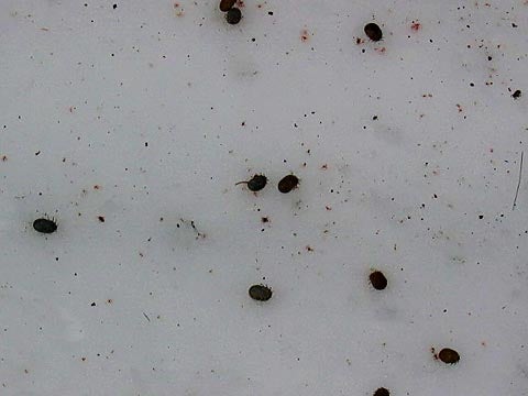 Moose Ticks