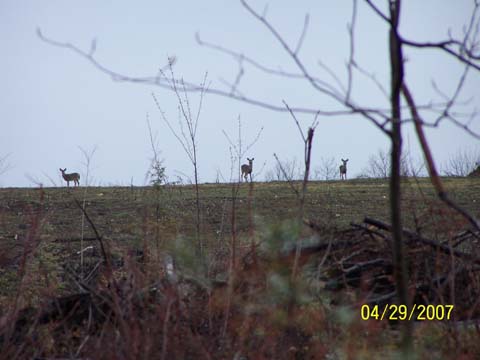 Deer in the Field