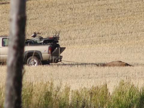 Idaho Wildlife Officer dragging dead elk behind his truck