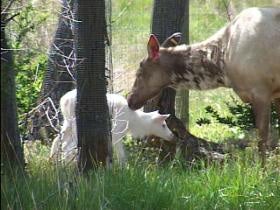 Leucistic Elk