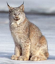Canada lynx