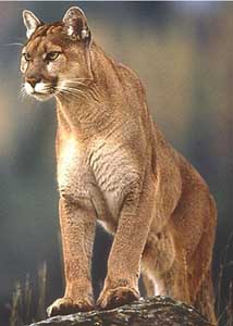 Mountain Lion photo