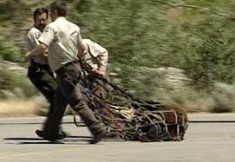 Bear That Killed Utah Boy