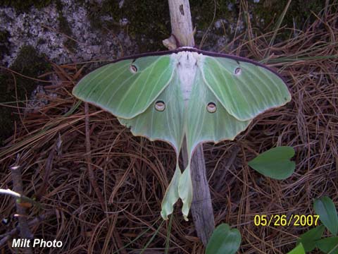 Lunar Moth