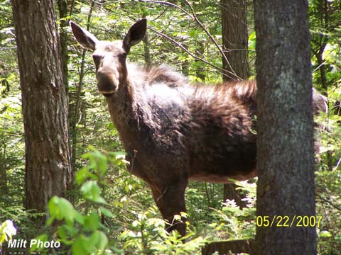Spring Moose