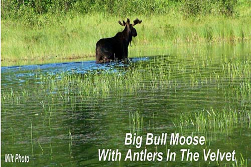 Bull Moose Retreats