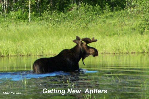 Bull Moose in Velvet