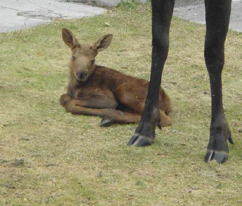 Baby Moose calf