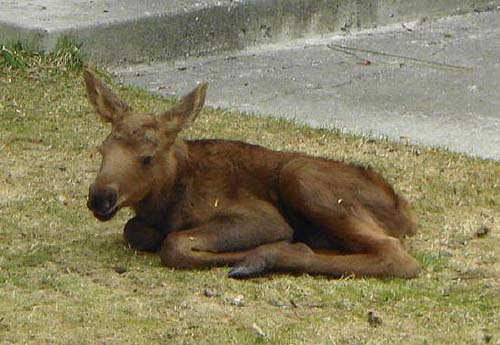 Baby Moose calf