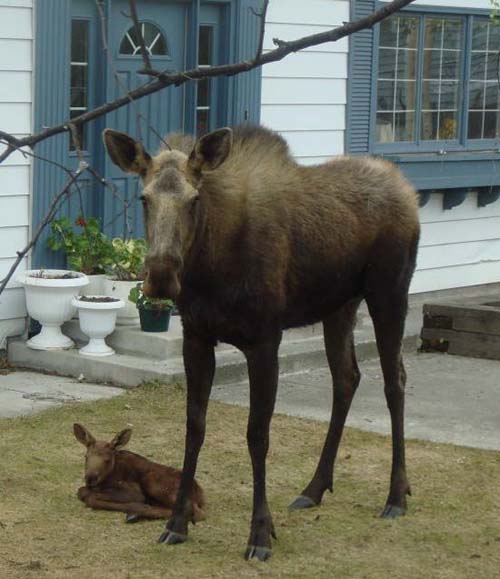 Cow and Calf Moose