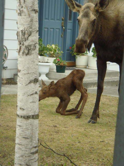 Baby Moose getting up