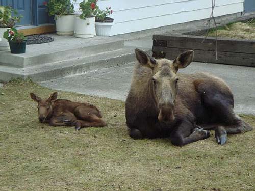 Moose laying down