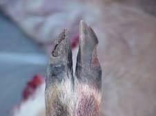 Hoof of Deer Infected with EHD - Epizootic hemorrhagic disease