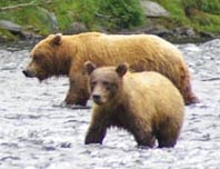 Grizzly Bears