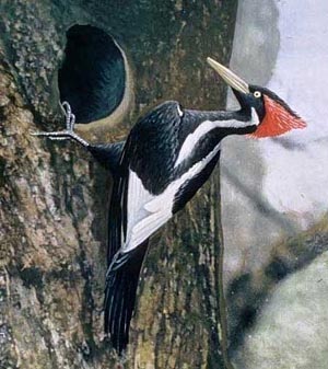 Ivory-Billed Woodpecker