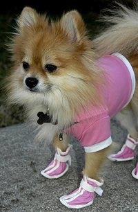 Pampered Dog