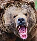 Growling Grizzly Bear