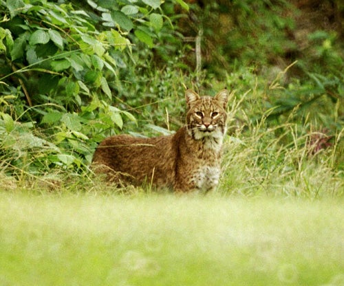Bobcat Near Edge of Woods and Field