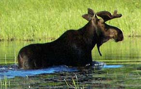 Bull Moose