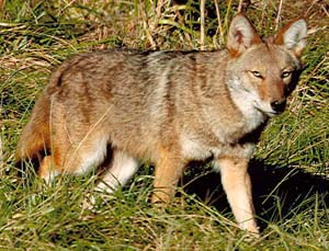 Eastern Coyote