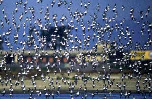 Ducks of the Pacific Flyway