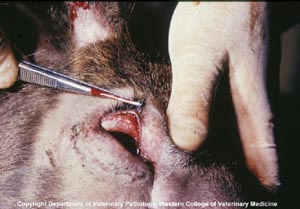 EHD found in Whitetail Deer