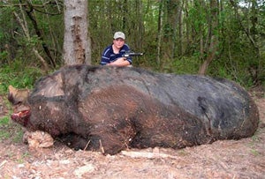 Giant Wild Hog - Hogzilla