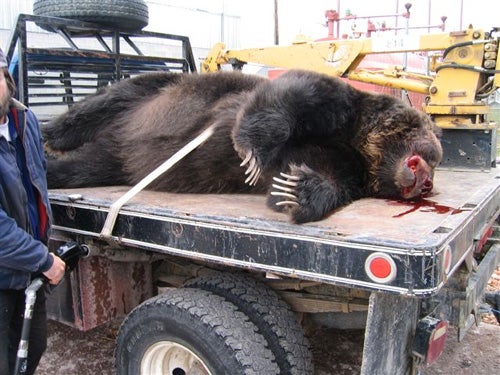 Grizzly Bear Hit By Truck