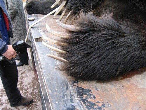 Grizzly Bear Hit By Truck