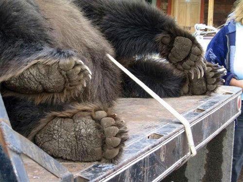 Grizzly Bear Hit By Truck