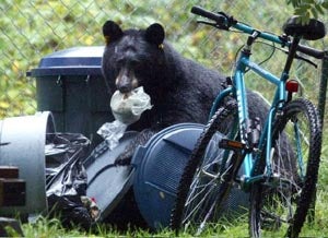 Bear in Garbage
