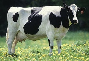 Holstein Cow