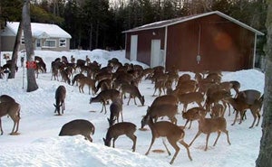 Too Many Deer in Wisconsin