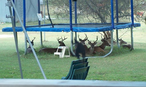 Deer Under a Trampoline