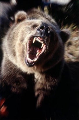 Angry Attacking Grizzly Bear