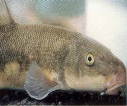 Sucker Fish
