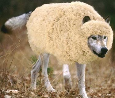 A Wolf in Sheepâ€™s Clothing