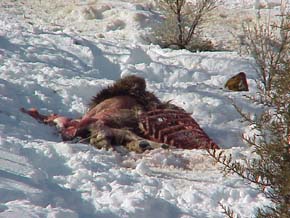 Deer Remains of a Coyote Kill