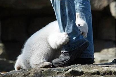 Polar Bear Attacks Man