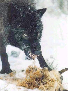 Wolf Feeding on Deer
