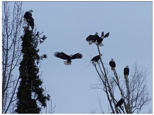 Gathering of Eagles