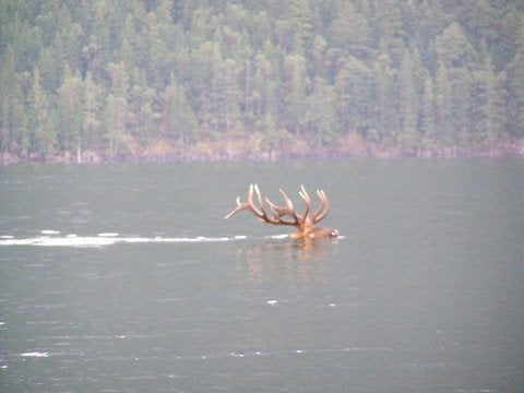 Bull Elk Swimming Coeur dâ€™Alene Lake in Idaho