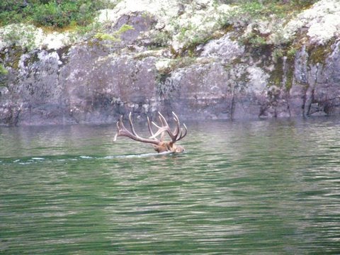 Bull Elk Swimming Coeur dâ€™Alene Lake in Idaho