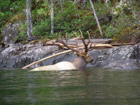 Bull Elk Swimming Coeur dâ€™Alene Lake in Idaho